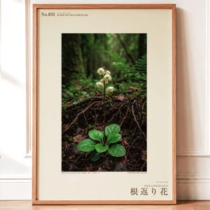 Fictional Ivory Bloom Photograph – Radicava Bialowiensis Forest Light Print (Digital Download)