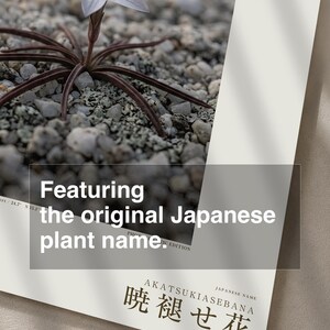 Frozen Flower Print – Vanished Bloom Specimen Photograph (Digital Download) image 6