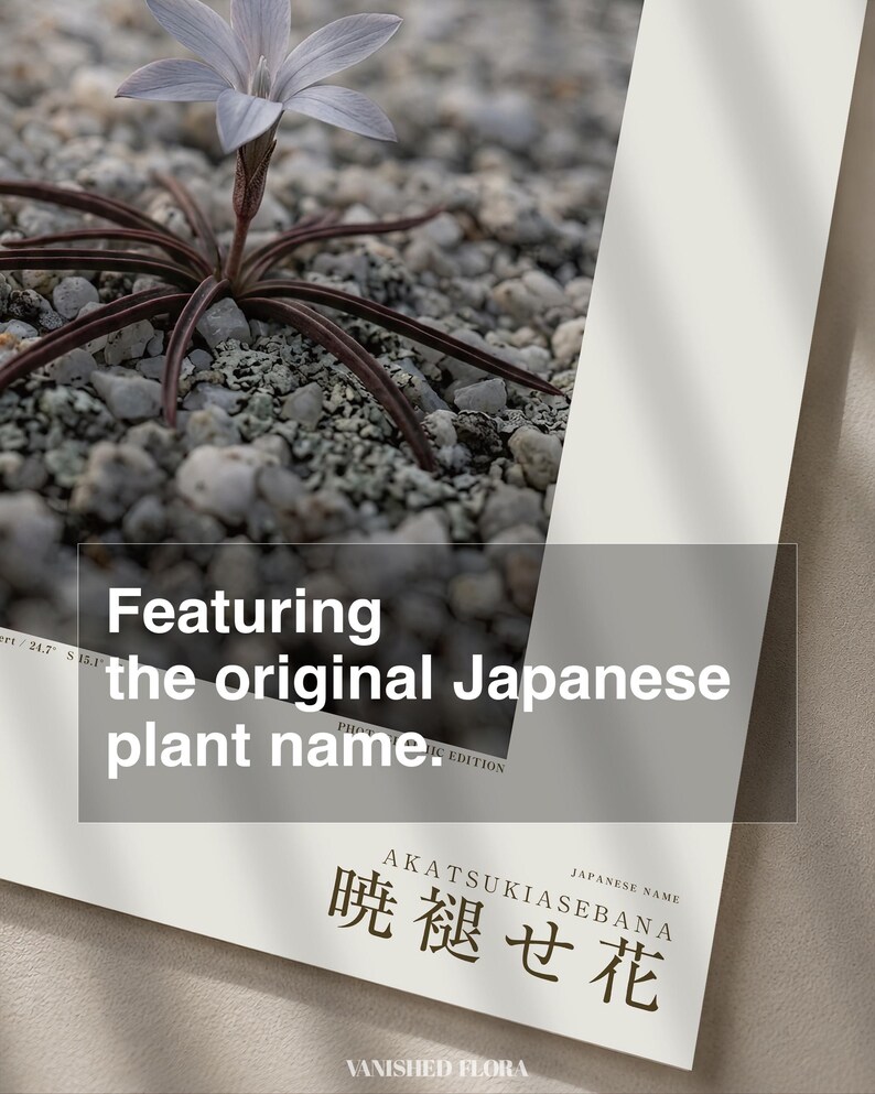 Frozen Flower Print – Vanished Bloom Specimen Photograph (Digital Download) image 6