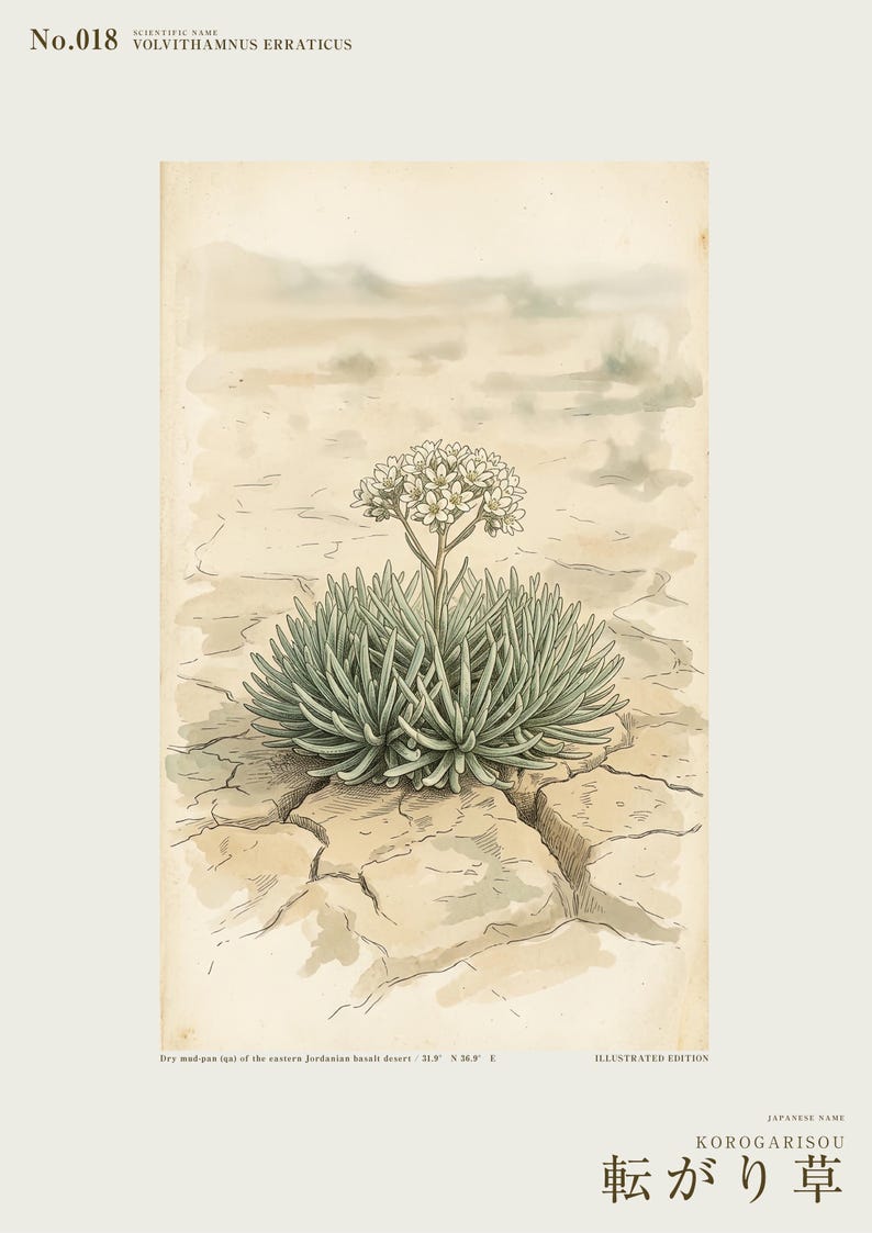 Wandering Tumbleweed Botanical Print – Speculative Desert Herb (Digital Download) image 2
