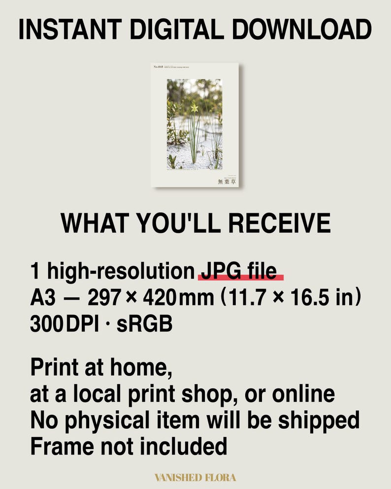 Aphyllanthe Essequibensis Photograph – Vanished Greenbrush Specimen, Dark Academia Art (Digital Download) image 8
