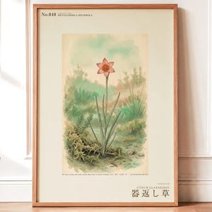 Vessel-return Herb Print – Metallophila Reciproca Botanical Art (Digital Download) image 1