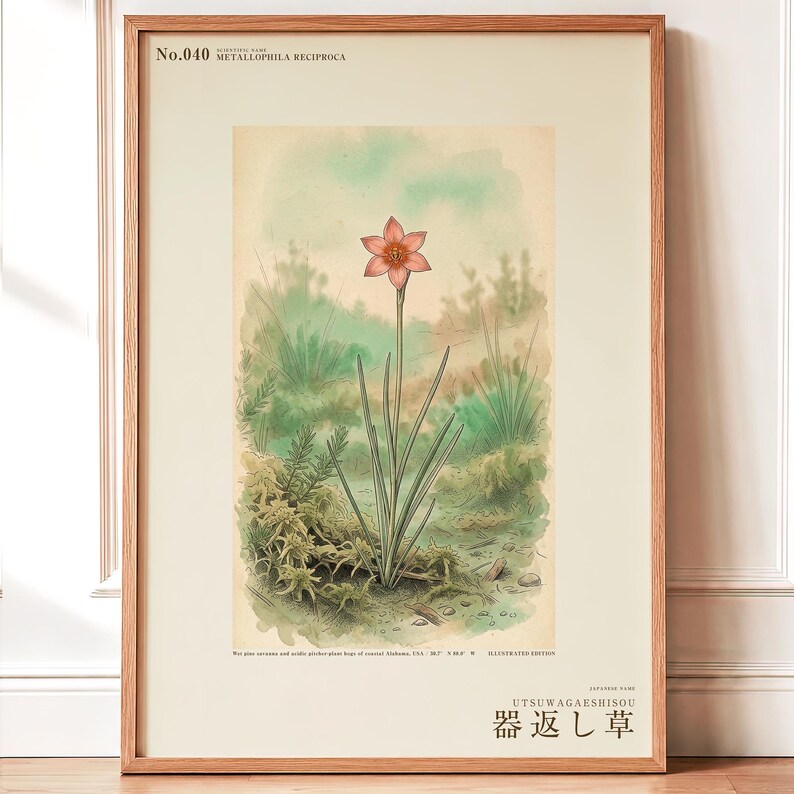 Vessel-return Herb Print – Metallophila Reciproca Botanical Art (Digital Download) image 1