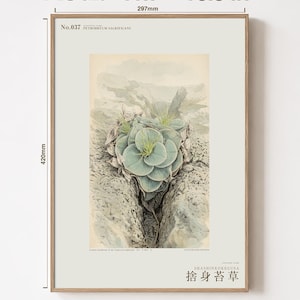 Sacrificial Rockmoss Print – Fictional Cameroon Plant, Archive Flora (Digital Download) image 5