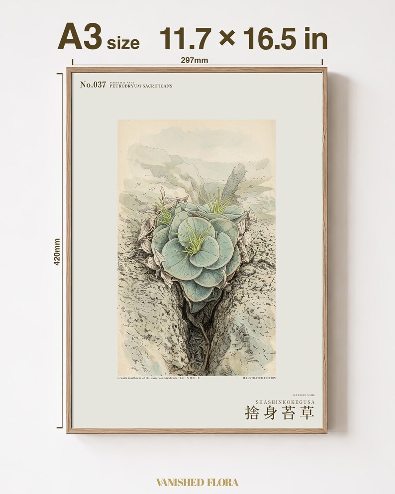 Sacrificial Rockmoss Print – Fictional Cameroon Plant, Archive Flora (Digital Download) image 5