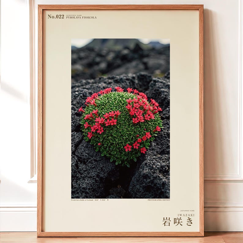 Speculative Pyrolava Fissicola Print – Iceland Lava Field Botanical Art (Digital Download) image 1