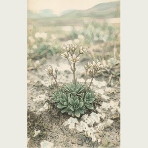 Fictional Thaw Bloom Herbarium Plate – Cryophila Pergelida, Cottagecore Wall Art (Digital Download) image 2