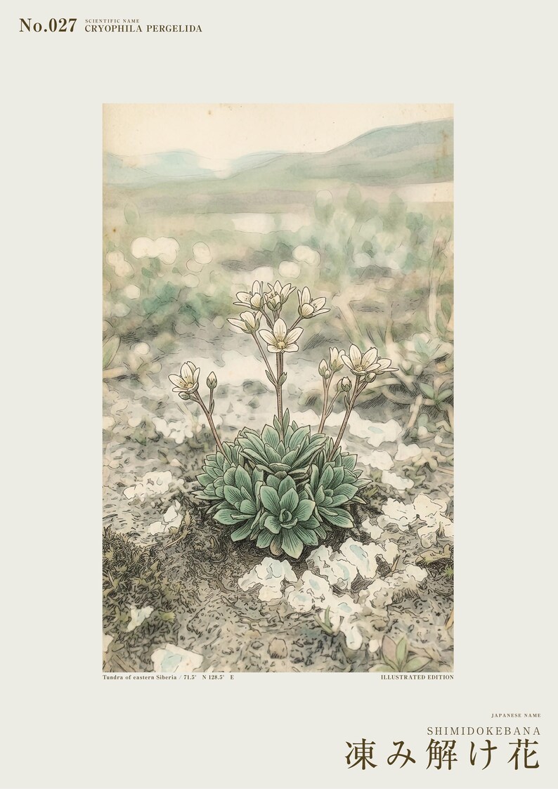 Fictional Thaw Bloom Herbarium Plate – Cryophila Pergelida, Cottagecore Wall Art (Digital Download) image 2