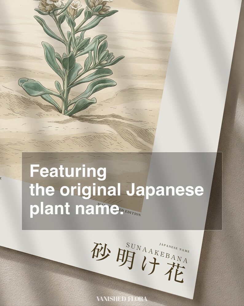 Sandwake Bloom Print – Extinct Taklamakan Flower Botanical Art (Digital Download) image 6