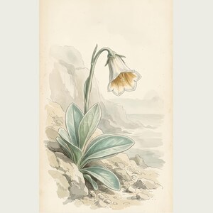 Imaginary Botanical Print – Aurora Glasscup, Canary Islands Lava Flower (Digital Download) image 2