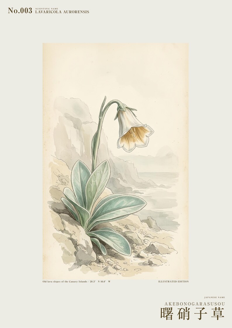 Imaginary Botanical Print – Aurora Glasscup, Canary Islands Lava Flower (Digital Download) image 2