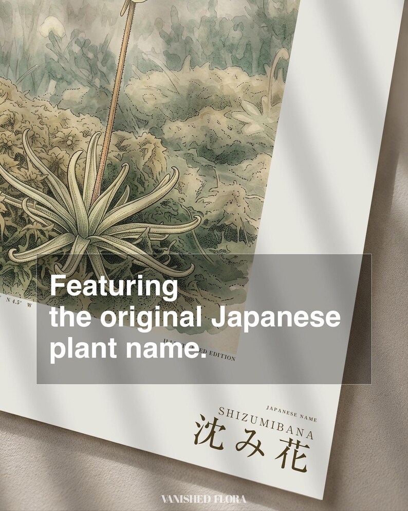 Sinking Bloom Botanical Print – Imaginary Scottish Bog Flower, Paludis mergens (Digital Download) image 6