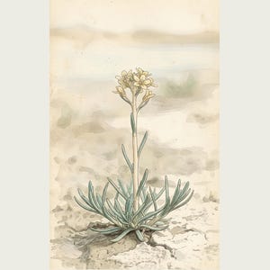 Kruidenprint voor een frisse adem – Botanische studie van Sodaphyton pannonicum (digitale download) afbeelding 2