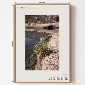Receding Rockbloom Botanical Print – Petranthus Caatingae Speculative Flower (Digital Download) image 5
