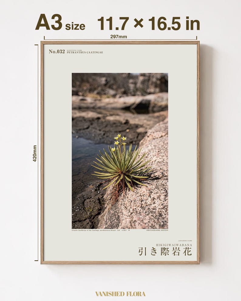 Receding Rockbloom Botanical Print – Petranthus Caatingae Speculative Flower (Digital Download) image 5