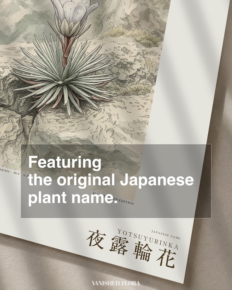 Vanishing Dewring Expedition Sketch – Ventiflora evanida Botanical Print (Digital Download) image 6