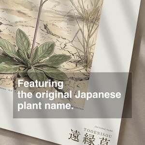 Stampa botanica speculativa di una pianta erbacea – Radix dispersa tschadensis, flora del lago Ciad (download digitale) immagine 6