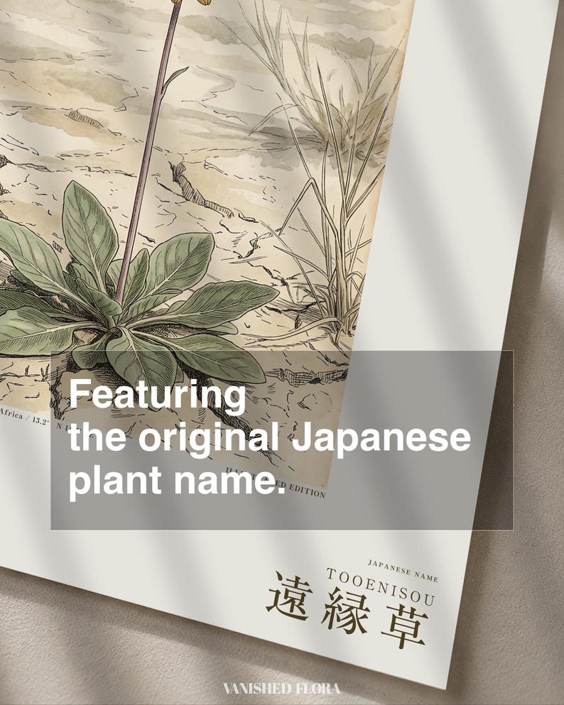 Stampa botanica speculativa di una pianta erbacea – Radix dispersa tschadensis, flora del lago Ciad (download digitale) immagine 6