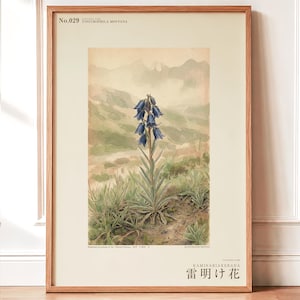 Afterstorm Bloom Print – Tonitrophila Montana, Tibetan Plateau Flower, Naturalist Wall Art (Digital Download) image 1