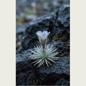 Vanishing Dewring Specimen Photograph – Ventiflora evanida, Patagonia Flower Art (Digital Download) image 2