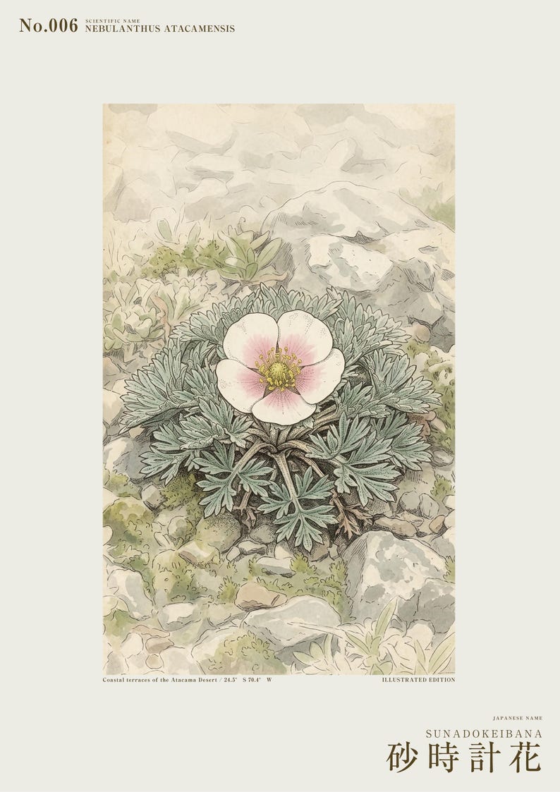 Fog Hourglass Botanical Print – Imaginary Atacama Desert Flower (Digital Download) image 2