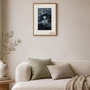 Vanishing Dewring Specimen Photograph – Ventiflora evanida, Patagonia Flower Art (Digital Download) image 4