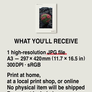 Speculative Pyrolava Fissicola Print – Iceland Lava Field Botanical Art (Digital Download) image 8