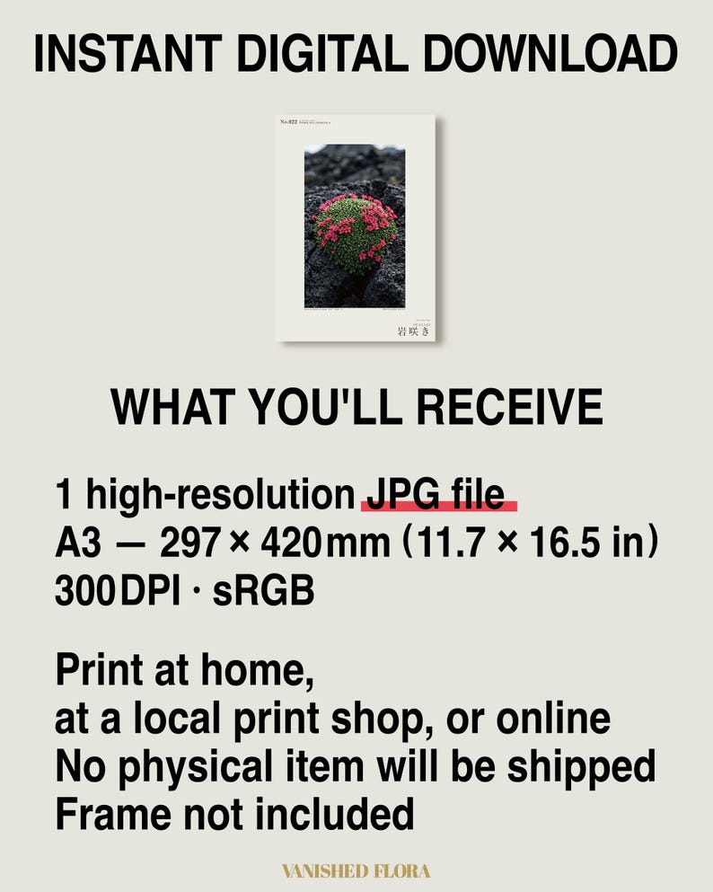 Speculative Pyrolava Fissicola Print – Iceland Lava Field Botanical Art (Digital Download) image 8