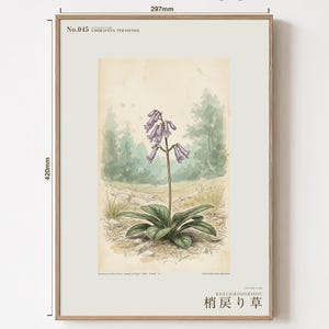 Botanical Print – Umbravena teraiensis Herb Specimen, Dark Academia Wall Art (Digital Download) image 5