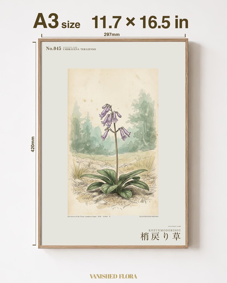 Botanical Print – Umbravena teraiensis Herb Specimen, Dark Academia Wall Art (Digital Download) image 5