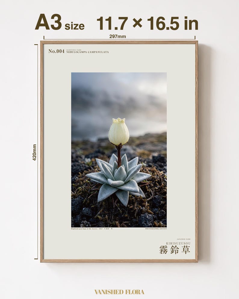 Mist Bell Photograph – Extinct Azores Bog Flower, Gothic Dark Academia Wall Art (Digital Download) image 5