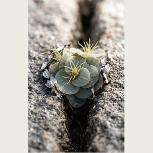 Speculative Rockmoss Print – Petrobryum Sacrificans, Dark Academia Botanical (Digital Download) image 2