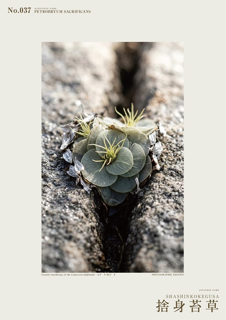 Speculative Rockmoss Print – Petrobryum Sacrificans, Dark Academia Botanical (Digital Download) image 2