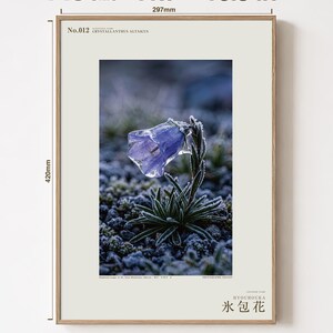Ice-Clad Bell Flower Print – Crystallanthus altaicus, Moody Nature Photography (Digital Download) image 5