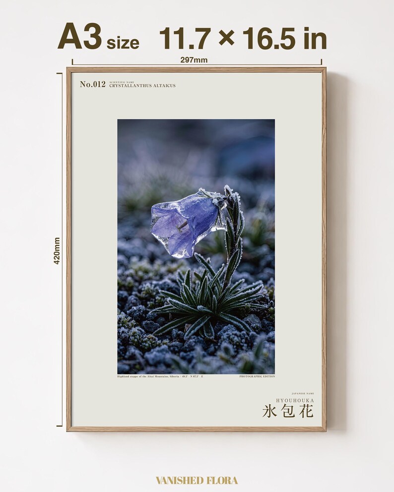 Ice-Clad Bell Flower Print – Crystallanthus altaicus, Moody Nature Photography (Digital Download) image 5