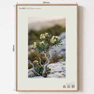 Socotran Bloodtear Print – Imaginary Succulent Tree, Gothic Interior Art (Digital Download) image 5