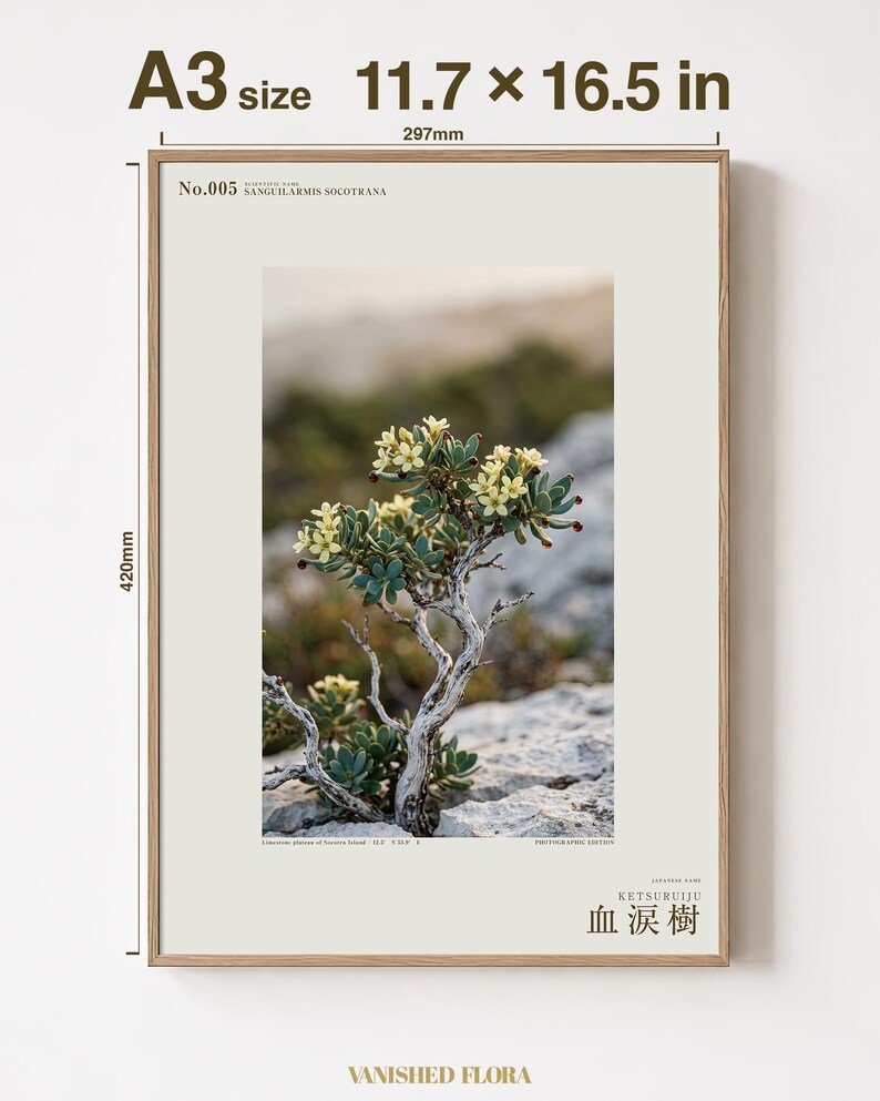 Socotran Bloodtear Print – Imaginary Succulent Tree, Gothic Interior Art (Digital Download) image 5