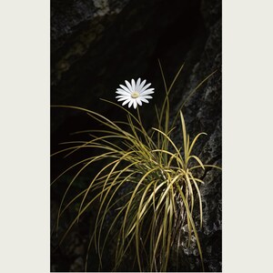 Cave-mouth Bloom Specimen Print – Antroflora luminis, Moody Nature Photography (Digital Download) image 2