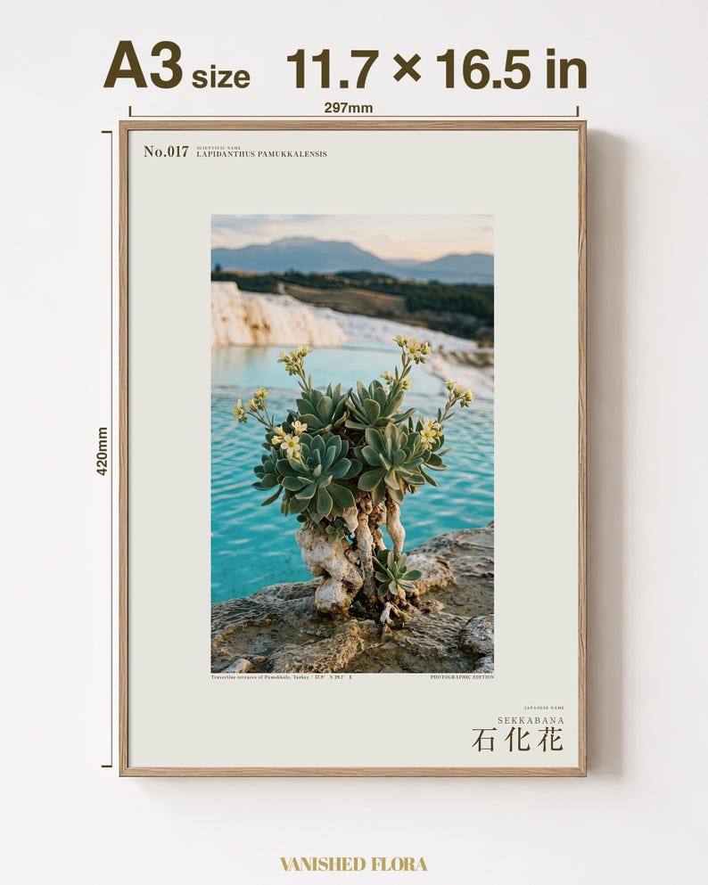 Petrifying Bloom Print – Lapidanthus Pamukkalensis, Pamukkale Terraces Wall Decor (Digital Download) image 5