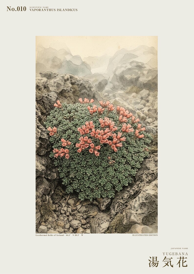 Talerz zielnika Steambloom – Wymarły kwiat Islandii, sztuka botaniczna (pobranie cyfrowe) zdjęcie 2