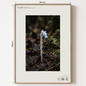 Pale Ghost-flower Photo Study – Umbraflora pallida, Borneo Bloom (Digital Download) image 5