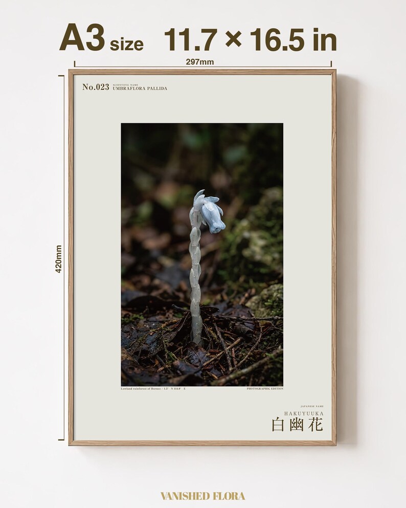 Pale Ghost-flower Photo Study – Umbraflora pallida, Borneo Bloom (Digital Download) image 5