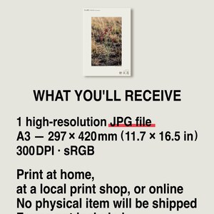 Fireborn Bloom Print – Imaginary Pyrophila Resurgens After Wildfire (Digital Download) image 8