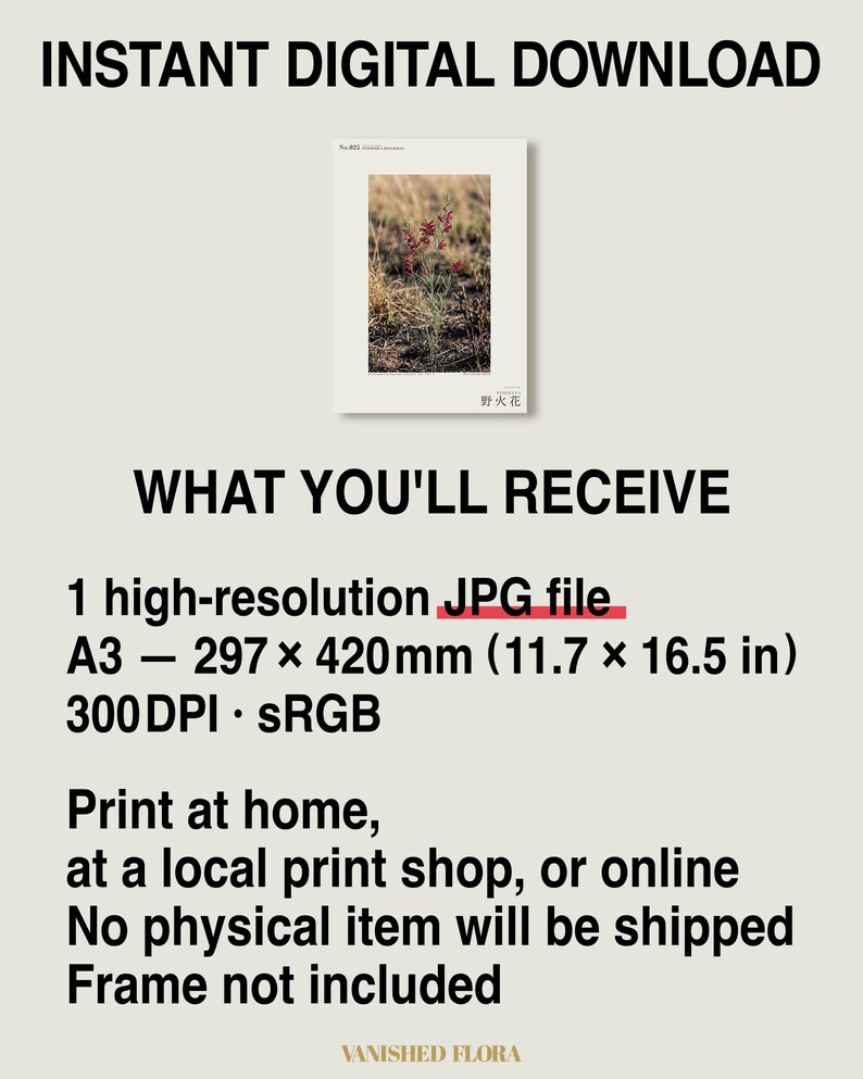 Fireborn Bloom Print – Imaginary Pyrophila Resurgens After Wildfire (Digital Download) image 8