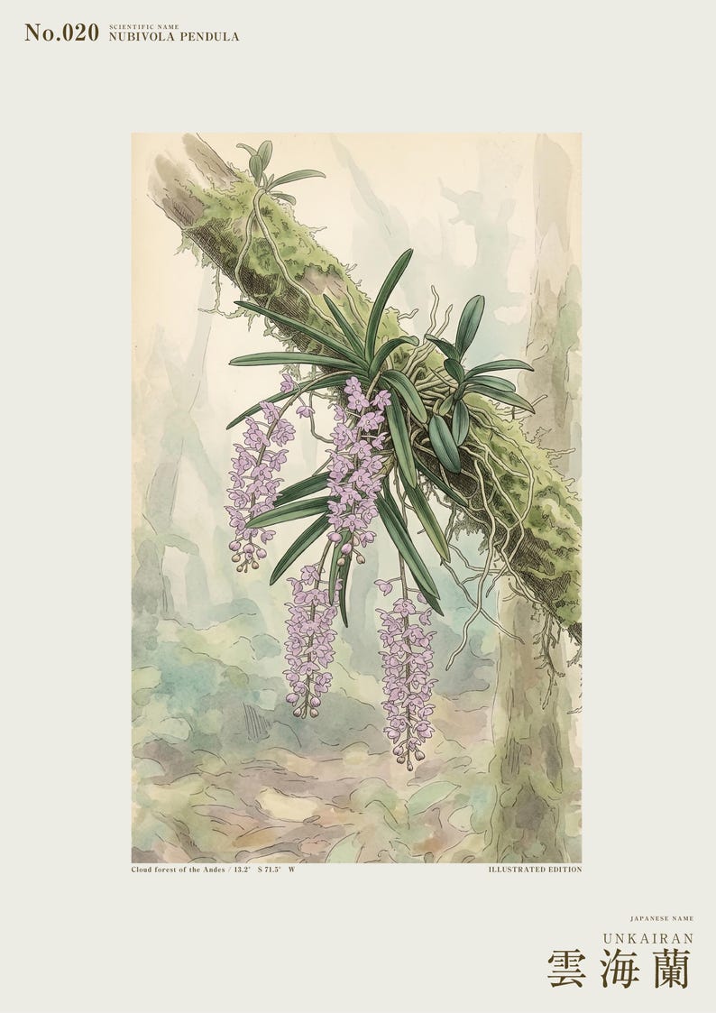 Cloudforest Orchid Print – Extinct Andean Epiphyte, Gothic Botanical Art (Digital Download) image 2