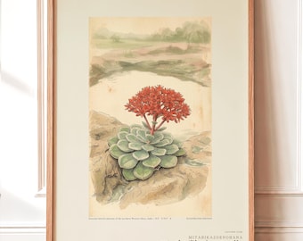 Vanished Flora Print – Thrice-count Flower, Western Ghats Botanical Illustration (Digital Download)