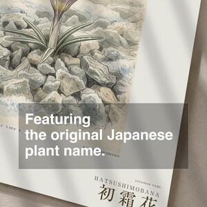 First-frost Bloom Print – Pruinanthus alpinus Alpine Flower Botanical Study (Digital Download) image 6