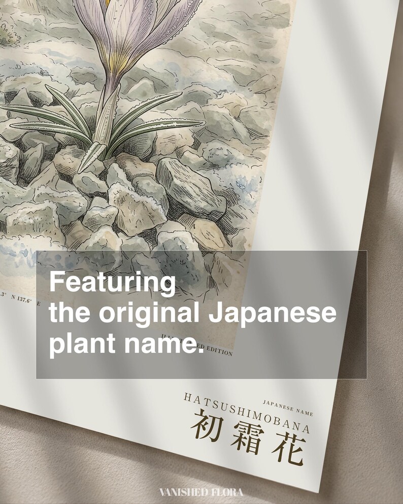First-frost Bloom Print – Pruinanthus alpinus Alpine Flower Botanical Study (Digital Download) image 6