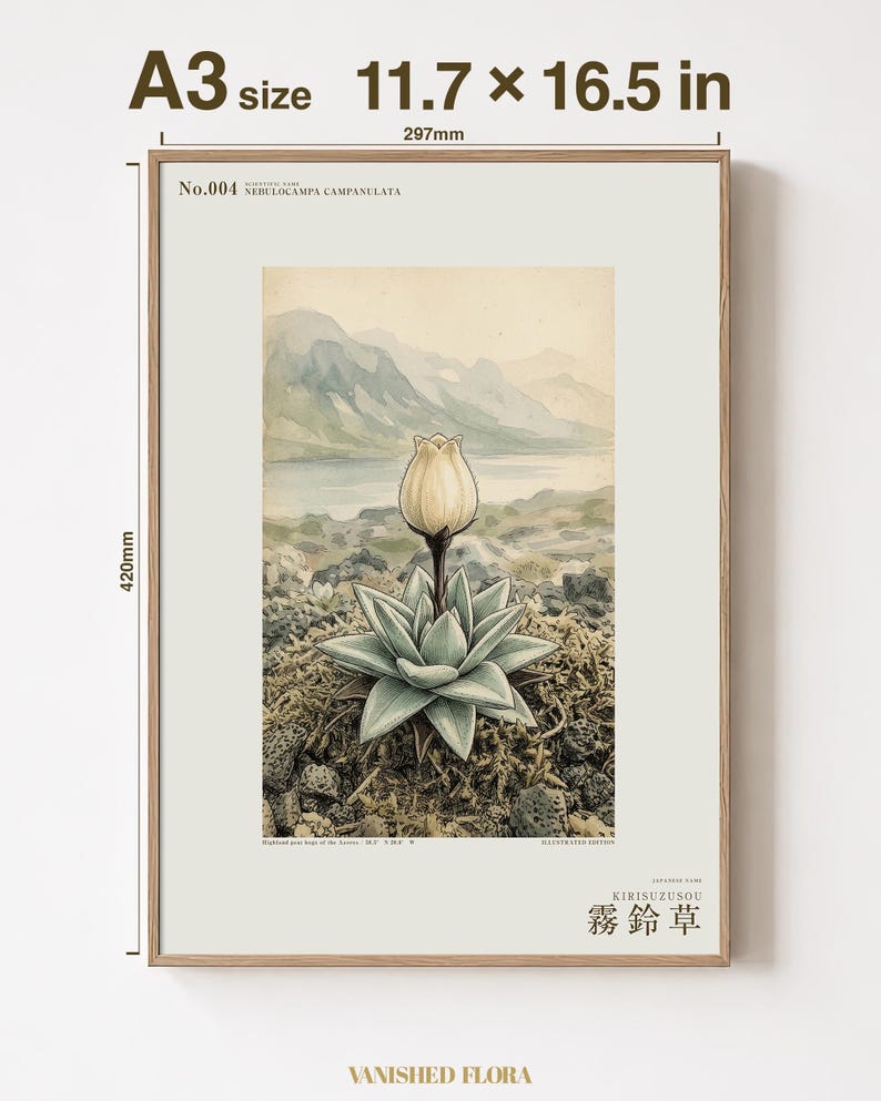Mist Bell Herbarium Plate – Nebulocampa campanulata, Dark Academia Wall Art (Digital Download) image 5