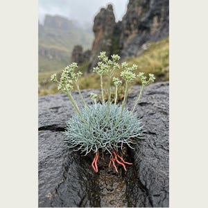 Channel-root Caster Botanical Print – Imaginary Drakensberg Herb, Moody Wall Art (Digital Download) image 2